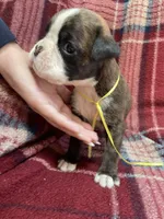 Yellow, a female Boxer for sale in Linesville, PA – 7 of 9