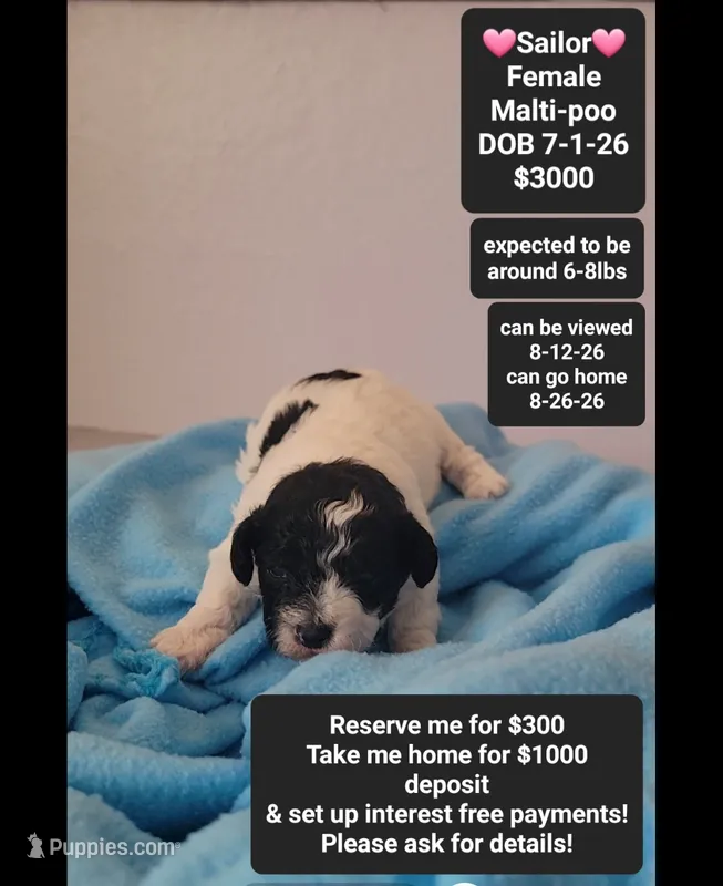 Sailor*1000 take home – Maltipoo puppy for sale in Tucson, AZ