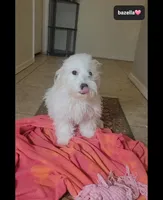 Bazella, a female Havanese for sale in Tucson, AZ – 2 of 3
