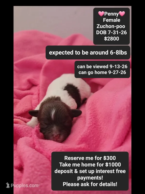 Penny – Poodle - Toy , Shichon puppy for sale in Tucson, AZ