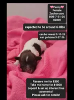 Penny, a female Poodle - Toy  and Shichon for sale in Tucson, AZ – 1 of 3