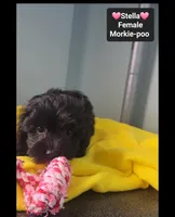 Stella, a female Poodle - Toy  and Morkie for sale in Tucson, AZ – 2 of 3