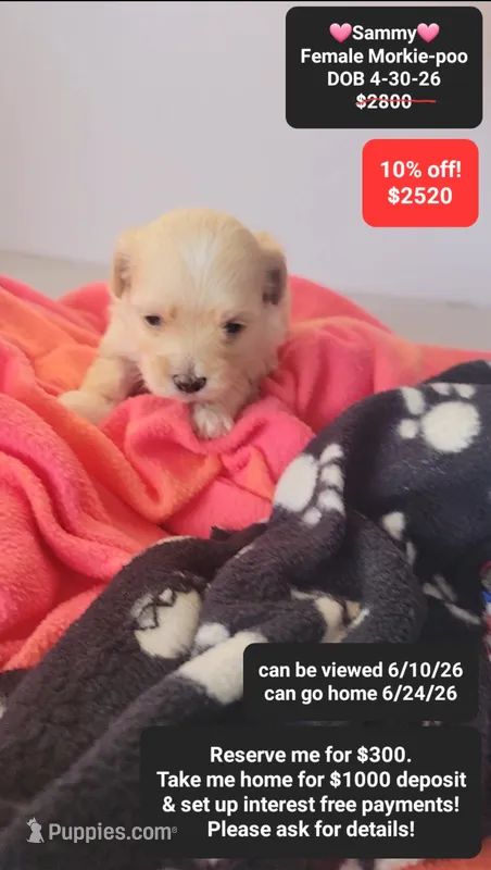 Sammy – Poodle - Toy , Morkie puppy for sale in Tucson, AZ