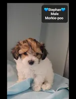 Stephan, a male Poodle - Toy  and Morkie for sale in Tucson, AZ – 2 of 3