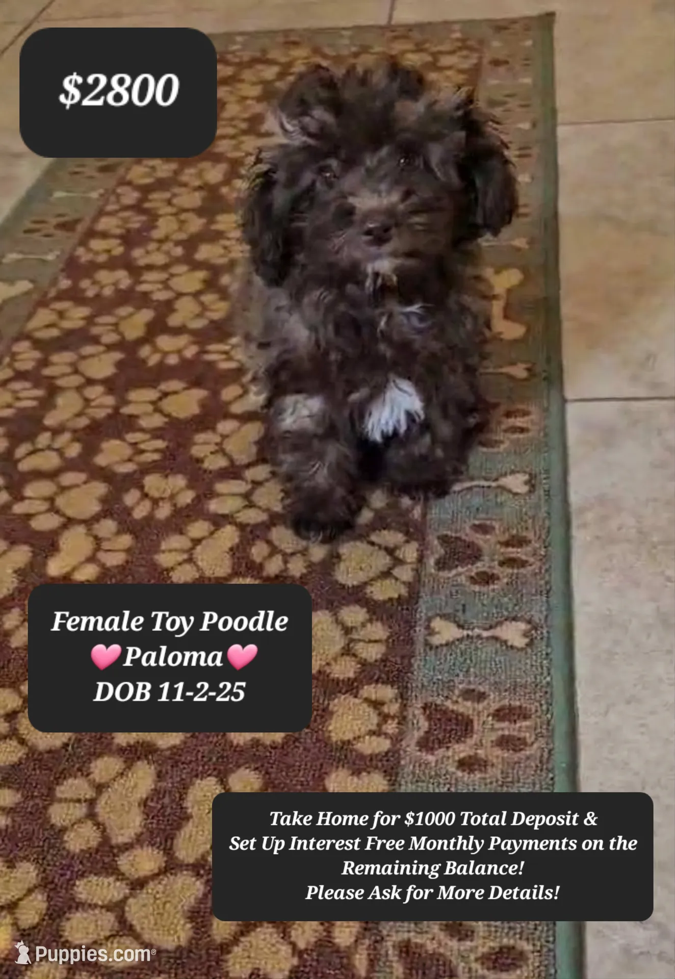 PALOMA♡$1000 to take her home!