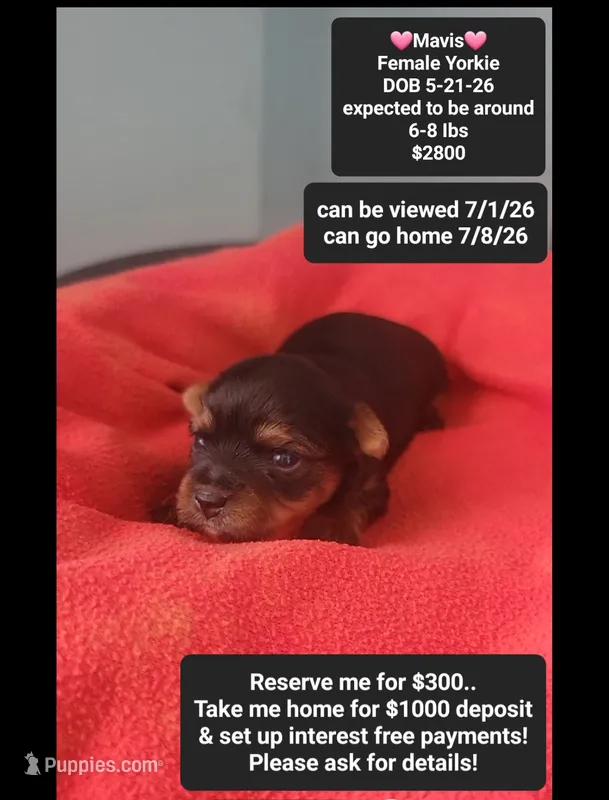 Mavis – Yorkshire Terrier puppy for sale in Tucson, AZ
