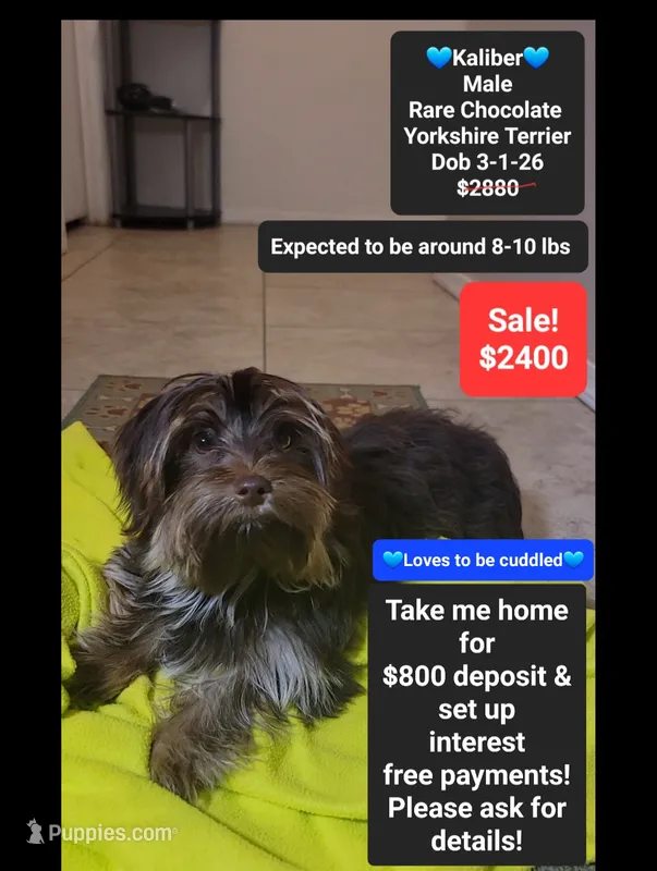 Kaliber*800 take home – Yorkshire Terrier puppy for sale in Tucson, AZ