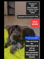 Kaliber*800 take home, a male Yorkshire Terrier for sale in Tucson, AZ – 1 of 3
