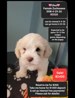 Ulsa, a female Havanese and Shichon for sale in Tucson, AZ – 1 of 2