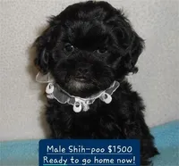 SALE! Shihpoo SAMSON, a male Shihpoo for sale in Tucson, AZ – Photo 2 of 3