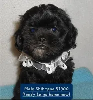 SALE! Shihpoo SAMSON, a male Shihpoo for sale in Tucson, AZ – Photo 3 of 3