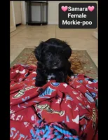 Samara*900 take home, a female Poodle - Toy  and Morkie for sale in Tucson, AZ – 2 of 3