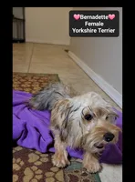 Bernadette*900 take home, a female Yorkshire Terrier for sale in Tucson, AZ – 3 of 3