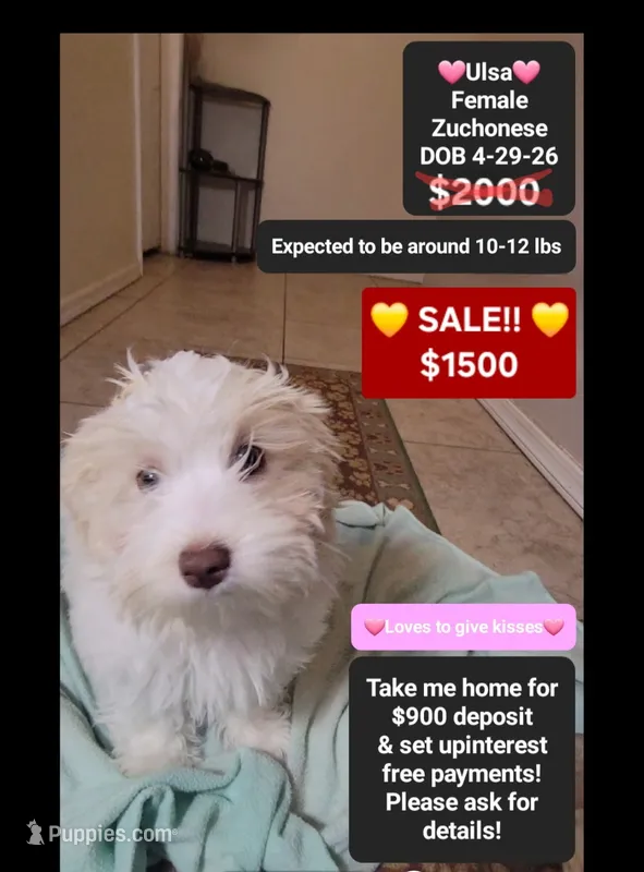 Ulsa*900 take home – Havanese, Shichon puppy for sale in Tucson, AZ