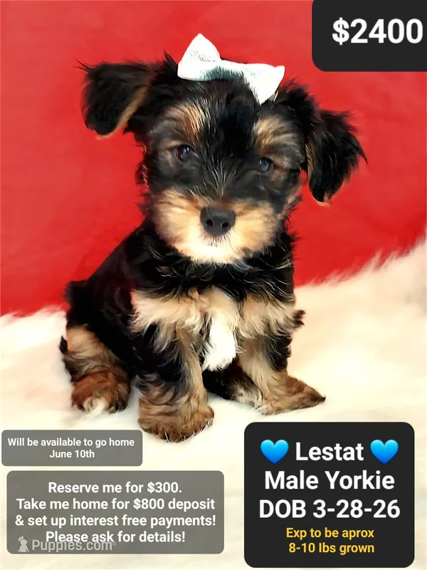 Lestat – Yorkshire Terrier puppy for sale in Tucson, AZ