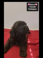 Storm, a female Yorkshire Terrier and Poodle - Toy  for sale in Tucson, AZ – 2 of 3