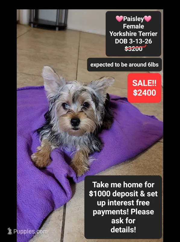 Paisley*1000 take home – Yorkshire Terrier puppy for sale in Tucson, AZ