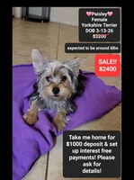Paisley*1000 take home, a female Yorkshire Terrier for sale in Tucson, AZ – 1 of 3