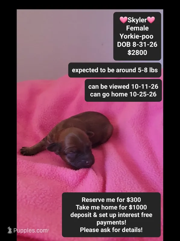 Skyler*1000 take home – Yorkshire Terrier, Poodle - Toy  puppy for sale in Tucson, AZ