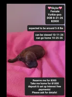 Skyler*1000 take home, a female Yorkshire Terrier and Poodle - Toy  for sale in Tucson, AZ – 1 of 3