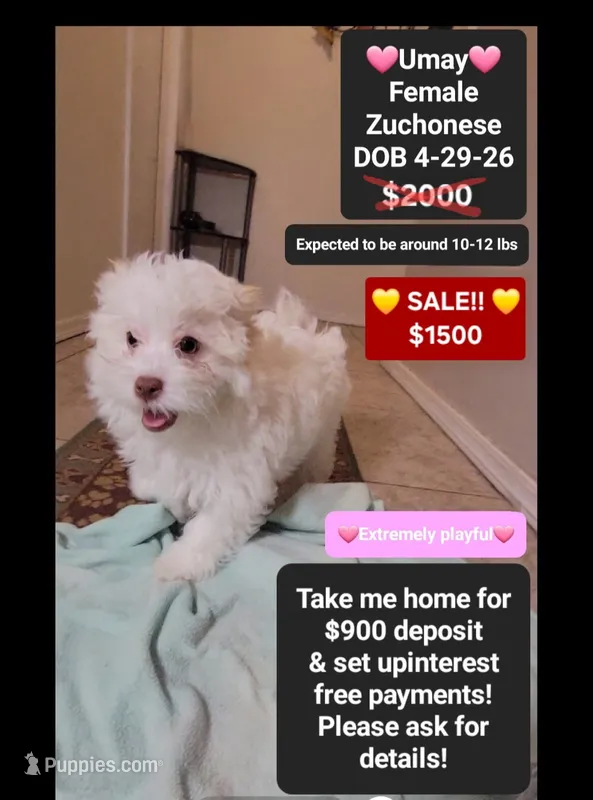 Umay*900 take home – Havanese, Shichon puppy for sale in Tucson, AZ