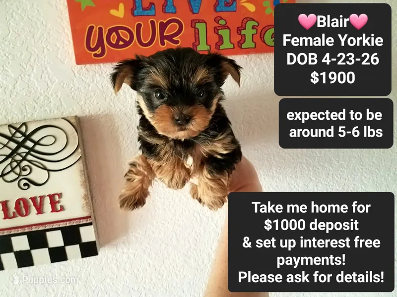 Blair – Yorkshire Terrier puppy for sale in Tucson, AZ