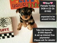 Blair, a female Yorkshire Terrier for sale in Tucson, AZ – 1 of 2