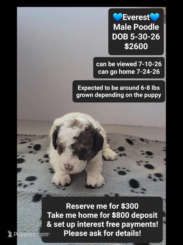 Everest – Poodle - Toy  puppy for sale in Tucson, AZ