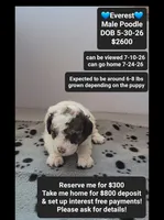 Everest, a male Poodle - Toy  for sale in Tucson, AZ – 1 of 3