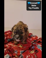 Emmett*800 take home, a male Poodle - Toy  for sale in Tucson, AZ – 2 of 3