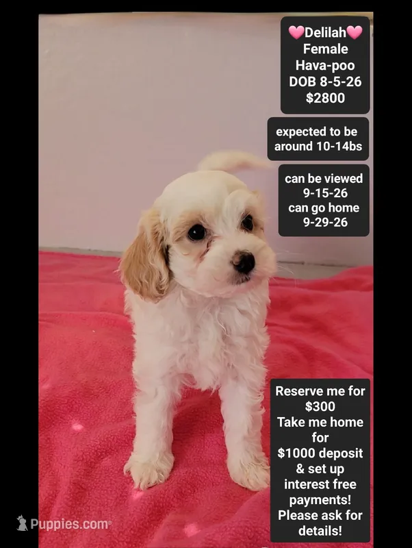 Delilah*1000 take home – Havanese, Poodle - Toy  puppy for sale in Tucson, AZ