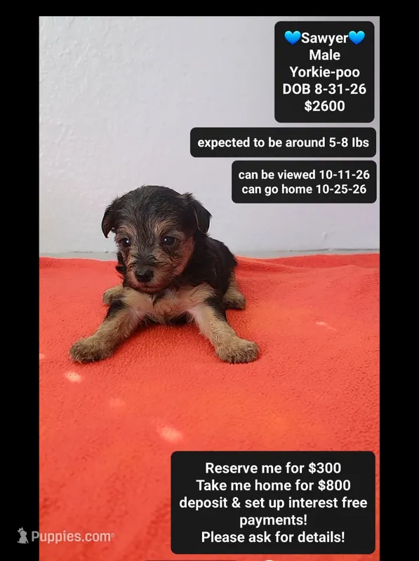 Sawyer*800 take home – Yorkshire Terrier, Poodle - Toy  puppy for sale in Tucson, AZ