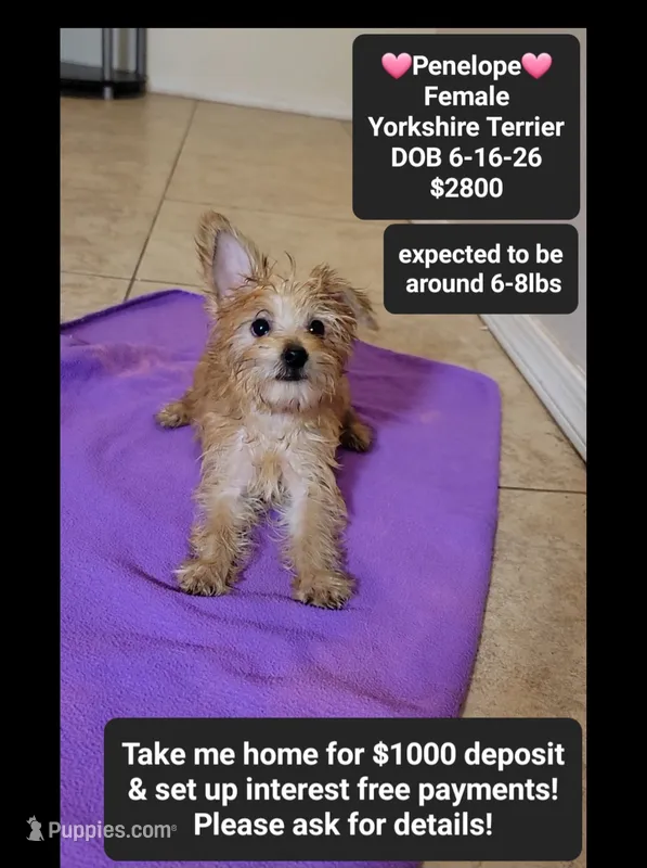 Penelope*$1000 take home – Yorkshire Terrier puppy for sale in Tucson, AZ