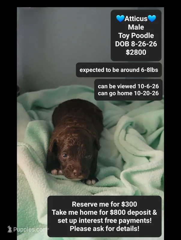 Atticus – Poodle - Toy  puppy for sale in Tucson, AZ