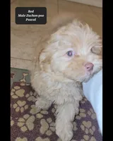 Pascal , a male Shichon for sale in Tucson, AZ – Photo 3 of 3