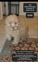 Pascal , a male Shichon for sale in Tucson, AZ – Photo 1 of 3