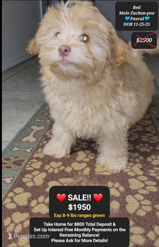 Pascal  – Shichon puppy for sale in Tucson, AZ