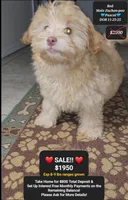 Pascal , a male Shichon for sale in Tucson, AZ – Photo 1 of 2