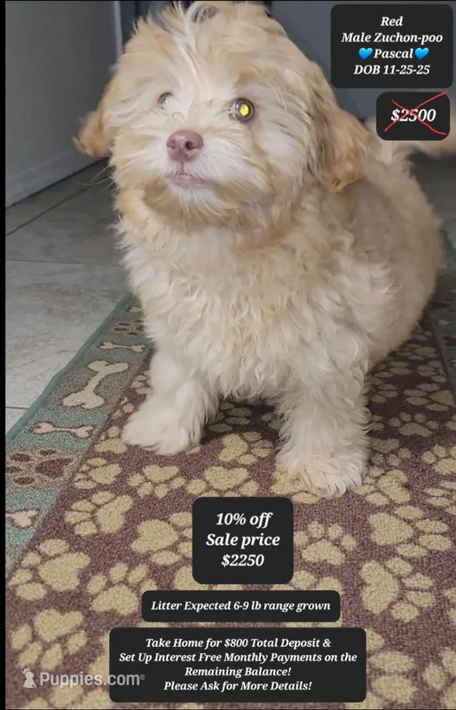 Pascal  – Shichon puppy for sale in Tucson, AZ
