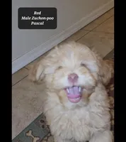 Pascal , a male Shichon for sale in Tucson, AZ – Photo 2 of 3