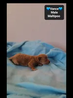 Vance, a male Maltipoo for sale in Tucson, AZ – 3 of 3