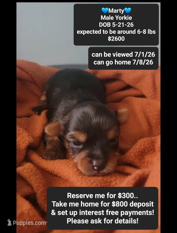 Marty – Yorkshire Terrier puppy for sale in Tucson, AZ