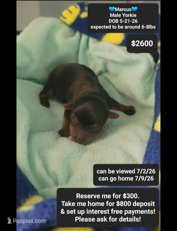 Marcus – Yorkshire Terrier puppy for sale in Tucson, AZ