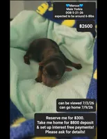 Marcus, a male Yorkshire Terrier for sale in Tucson, AZ – 1 of 1