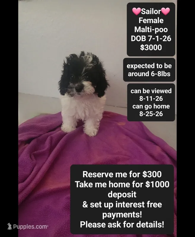 Sailor*1000 take home – Maltipoo puppy for sale in Tucson, AZ