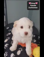 Umay, a female Havanese and Shichon for sale in Tucson, AZ – 3 of 3