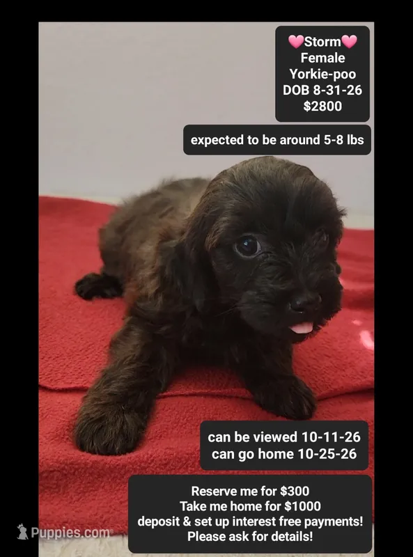 Storm – Yorkshire Terrier, Poodle - Toy  puppy for sale in Tucson, AZ