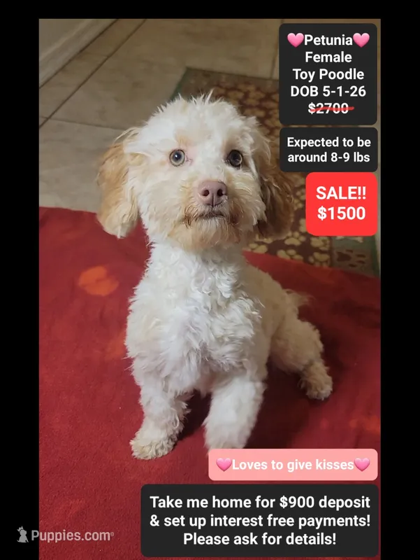 Petunia*900 take home – Poodle - Toy  puppy for sale in Tucson, AZ