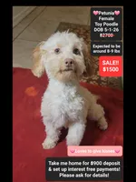 Petunia*900 take home, a female Poodle - Toy  for sale in Tucson, AZ – 1 of 3