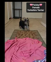 Paisley*1400 take home, a female Yorkshire Terrier for sale in Tucson, AZ – 3 of 3